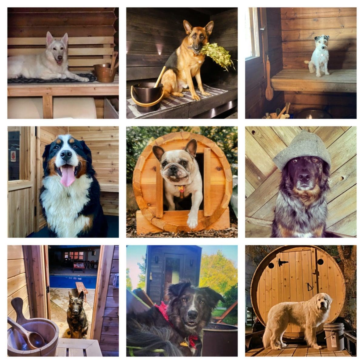 Sauna Dog Cover Collage New